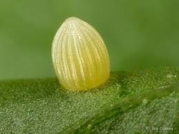 Egg Laying Not Just For The Birds Owb Flutter Blog Monarch Butterfly Monarch Butterfly Migration Types Of Butterflies