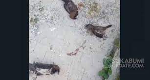 The bird finder allows you to search, browse or find information about individual australian birds. Video Burung Pipit Mati Massal Di Sukabumi Aktivis Lingkungan Tanda Bahaya