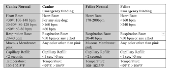 How To Triage The Veterinary Patient Vetgirl Veterinary