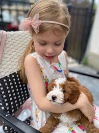 We did not find results for: Upcoming Cavapoo Puppies For Sale Maple Hill Doodles Ohio