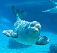 We hope you enjoy our growing collection of hd images to use as a background or. Beluga Whale Wallpapers Wallpaper Cave
