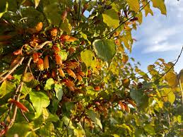 Image result for Halleria