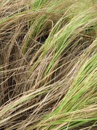 Image result for Eragrostis curvula