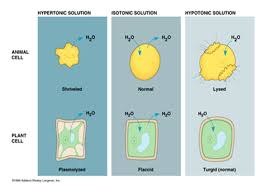Celery stalks that are immersed in fresh water for several hours become stiff and hard. Osmosis Osmosis Is A Form Of Passive Transport Where The Solvent Water Molecules Move From An Area Of High Water Concentration To An Area Of Low Water Ppt Download