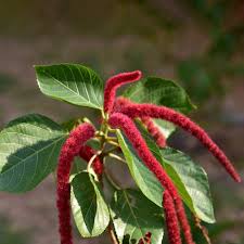 Image result for Acalypha hispida