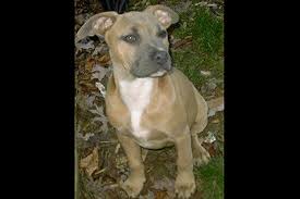 Available in a variety of sizes, leggings on redbubble are stretchy and durable. American Pit Bull Terrier Color Chart American Dog Breeders Assoc