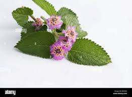 Image result for Lippia