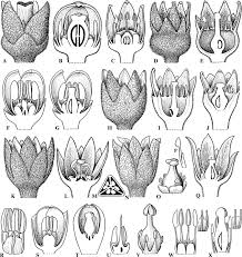 Image result for Burseraceae