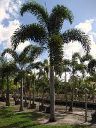 The foxtail palm is also very attractive. Foxtail Palms Palm City Nursery And Landscaping Southwest Florida