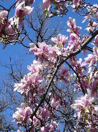 Image result for magnolia soulangeana