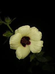 Image result for Hibiscus diversifolius