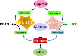 11,633 2 dg products are offered for sale by suppliers on alibaba.com, of which diesel generators accounts for 12 there are 10,062 suppliers who sells 2 dg on alibaba.com, mainly located in asia. 2 Deoxy D Glucose Has Distinct And Cell Line Specific Effects On The Survival Of Different Cancer Cells Upon Antitumor Drug Treatment Maximchik 2018 The Febs Journal Wiley Online Library