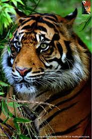 Sumatran Tigers Are The Last Tigers In Indonesia All Others Are Extinct But With Accelerating Deforesta Rainforest Trust Rainforest Habitat Endangered Tigers