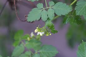 Image result for Cardiospermum corindum