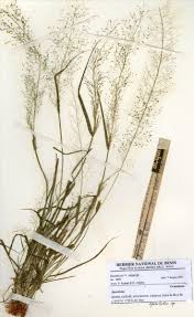 Image result for Sporobolus festivus