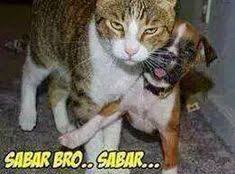 Kumpulan gambar lucu ini bakalan menyebabkan kamu tertawa ngakak. 31 Ide Lucu Lucu Semuanya Lucu Meme Lucu