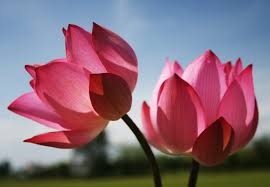 Images Of Flowers With Pink Lotus Flower For Beautiful Nature Wallpaper Hd Wallpapers Wallpapers Download High Resolution Wallpapers In 2020 Lotus Flower Wallpaper Lotus Flower Pictures Flower Images