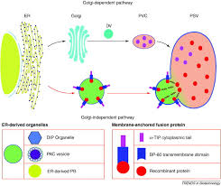 Check spelling or type a new query. Response To Gomord Et Al Golgi Bypassing Delivery Of Biopharmaceutical Proteins To Protein Storage Vacuoles In Plant Bioreactors Trends In Biotechnology
