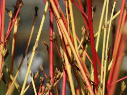 Offers tiny scented yellow flowers on bare stems in january and february. Roter Hartriegel Midwinter Fire Cornus Sanguinea Midwinter Fire Baumschule Horstmann