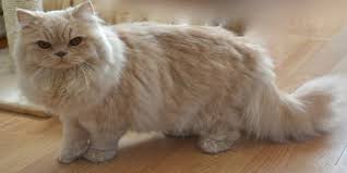 Gambar kucing lucu banget bergerak bikin ketawa. Deretan Jenis Jenis Kucing Berbulu Panjang Imut Imut Lho