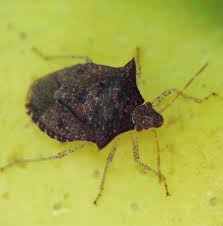 The best way to prevent stink bugs is to seal off any possible entrances they have into your home. Faqs Brown Marmorated Stink Bug Nc State Extension