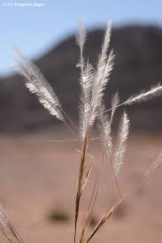 Image result for Stipagrostis