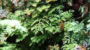 Image result for Hermannia parvula