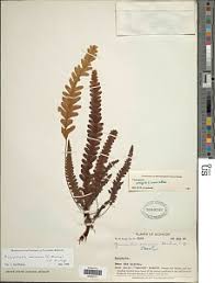 Image result for Zygophlebia villosissima