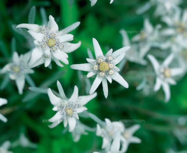 「エーデルワイスの花 無料写真」の画像検索結果"