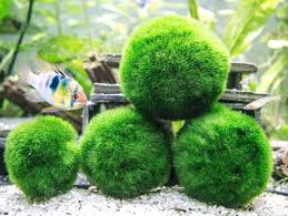 Giant Marimo Moss Balls - Aquatic Arts