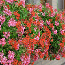 Image result for foto muškáty