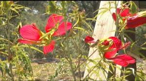 Concentrated set of pods held high for easy picking. Texas Star Hibiscus Central Texas Gardener