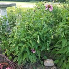 Supercoloring.com is a super fun for all ages: Why Are My Coneflowers Drooping First Answer I Found Was It Is A Mystery But Have You Had This Happen Becky S Greenhouse
