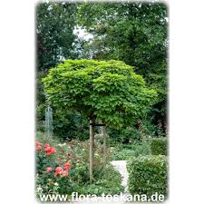 We did not find results for: Catalpa Bignonioides Southern Catalpa Caterpillar Tree Flora Toskana