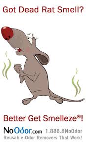 Need Edit Dead Mouse Smell Dead Mouse Animal Deodorizer