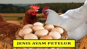 We did not find results for: Jenis Ayam Petelur Terbaik White Legorn Atau Hibrida Youtube