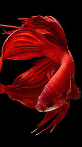 Hd Wallpapers Wallpapers Download High Resolution Wallpapers Hd Wallpapers Wallpapers Download High Resolution Wallpapers Consists Of Nature Wallpapers Siamese Fighting Fish Fish Wallpaper Betta Fish