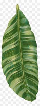Choose from 2300+ palm leaves graphic resources and download in the form of png, eps, ai or psd. Tropical Leaves Clipart Transparent Png Clipart Images Free Download Clipartmax