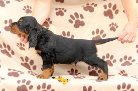 Image result for skotský setr gordonsetr