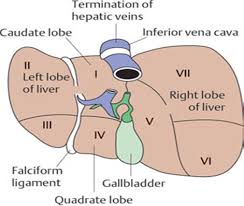 Liver Regeneration Liver Anatomy Diagnostic Medical Sonography Student Ultrasound