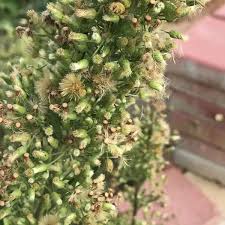 Image result for Erigeron sumatrensis