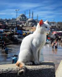 Un Gato En Estambul Guzel Kediler Kediler Ve Yavrulari Evcil Hayvanlar