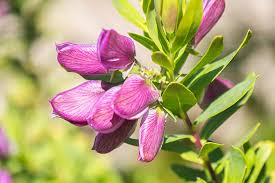 Image result for Polygalaceae