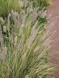 Image result for Cenchrus setaceus