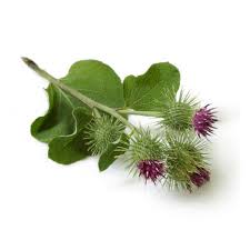 It is also effective in treating dandruff and dry hair conditions. Burdock