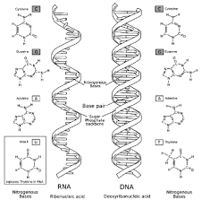 Dna iscalled a nucleic acid because it was first found in the nucleus. Nucleic Acids Dna Double Helix Worksheet Answers Worksheet List