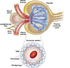 Glomerulus Basement Membrane Oncotic Pressure Anatomy And Physiology