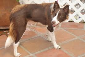 Contact point border collies are bred for excellent temperament, good health, drive, bidability, and natural working talent. Border Collies In Need Of Adoption In Southern California