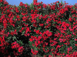 Check spelling or type a new query. Comment Cultiver Et Entretenir Le Laurier Rose Nerium Oleander