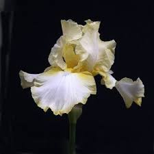 Louisiana iris are the only variety of iris that will adapt to ponds. Iris Bulbs For Sale Nurseries Online Australia